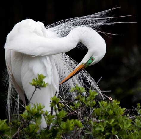 Preening | Great White Egret in breeding plumage and colors.… | Flickr