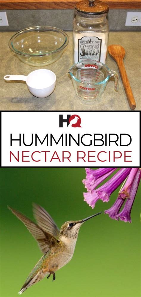 EASY Hummingbird Nectar Recipe (only TWO ingredients) | Hummingbird nectar recipe, Hummingbird ...