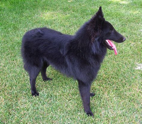 Pets: Belgian Tervuren