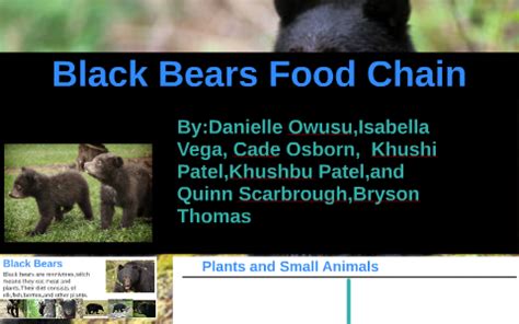 Black Bears Food Chain by Danielle Owusu on Prezi