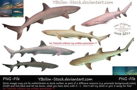 Whitetip Reef Sharks by YBsilon-Stock on DeviantArt
