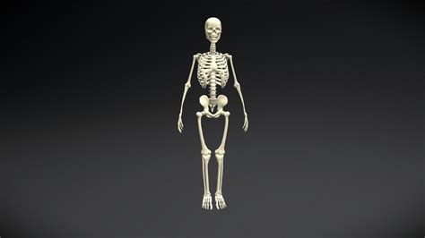 Human Skeleton Model