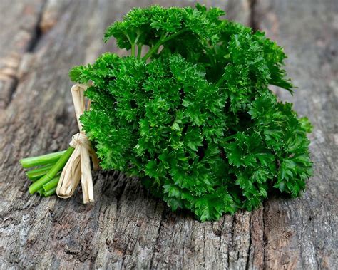 How to Grow Parsley | Yates Australia