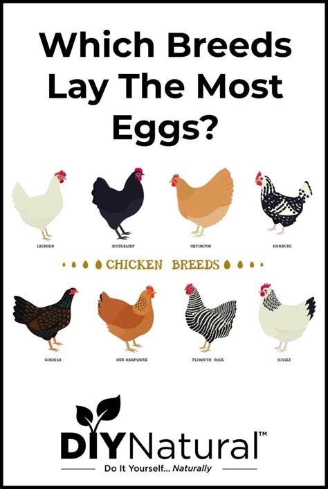 Best Egg Laying Chickens: A List of The 15 Best Chicken Breeds for Eggs | Egg laying chickens ...