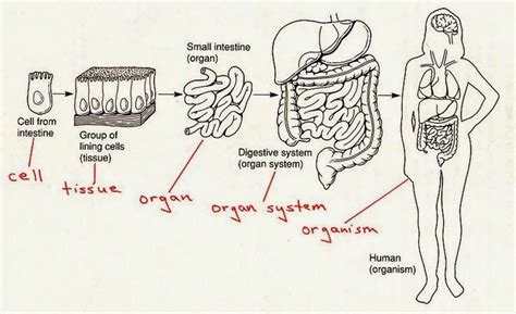 Believing is Our Superpower | Organ system, Human body systems, Cells and tissues