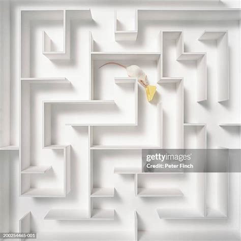 67 Mouse In Maze Stock Photos, High-Res Pictures, and Images - Getty Images