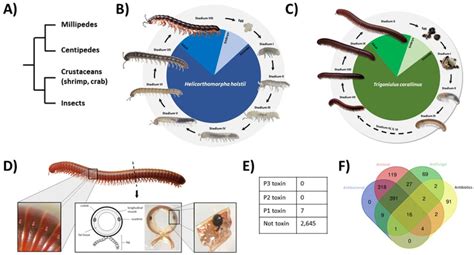 Centipede Life Cycle