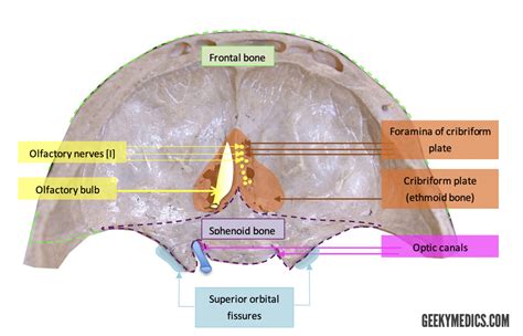 Forámenes craneales | Anatomía del cráneo | Forámenes | Association LEA