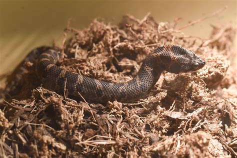 Eastern Hognose Snake | The Maryland Zoo