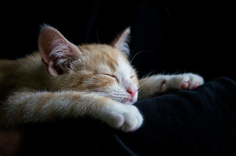 Free Images : white, cute, red, kitten, black, yawn, nose, whiskers, sleep, skin, vertebrate ...