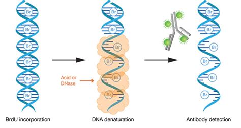 BrdU assay – Encyclopedia of Biological Methods