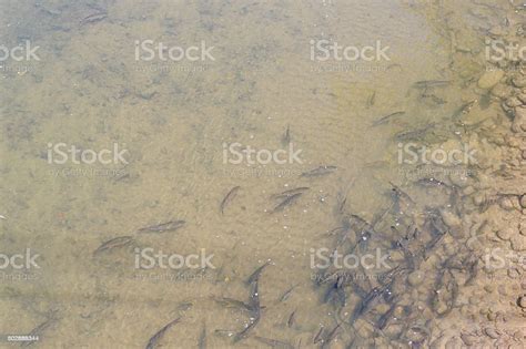 Freshwater Fish Called Ikan Kelah Or Copper Mahseer Fish Stock Photo - Download Image Now - iStock