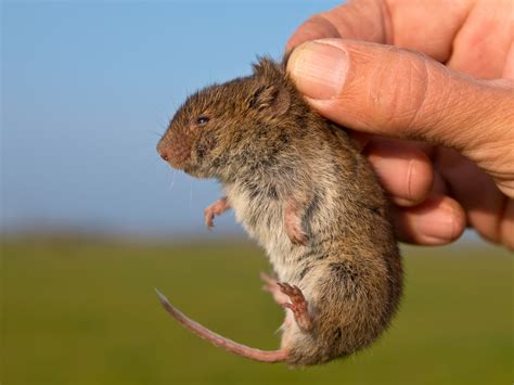 How To Handle Voles | MasterGuard Pest Control