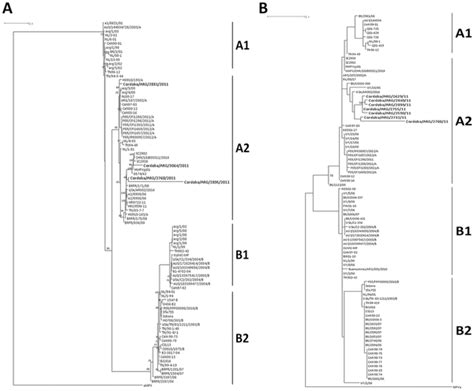 Human metapneumovirus infection | PLOS ONE