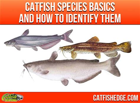 Catfish Species Essentials: The "Big Three" Types Of Catfish