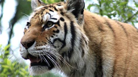 John Ball Zoo welcomes new Tiger | wzzm13.com