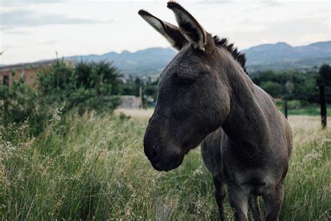 Portrait of a Burro Photograph by Marco Antonio Sarinana - Pixels