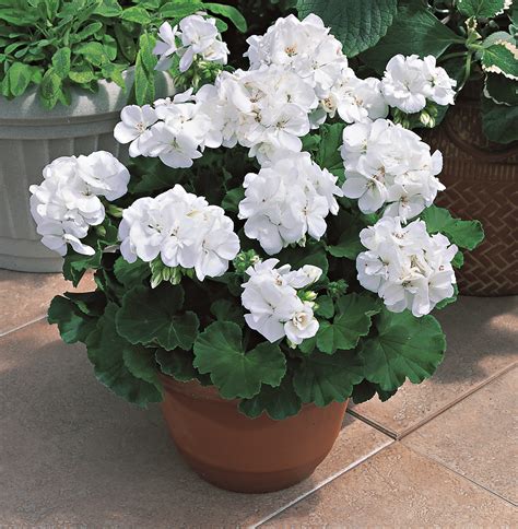 White - Americana Geranium | Geranium plant, Geraniums, Container flowers