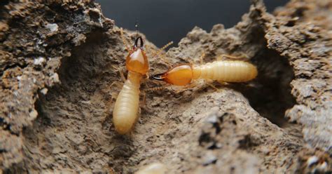 Drywood vs Subterranean Termites | Hulett Environmental