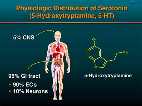 PPT - 5-HT 4 Receptor Physiology and Pharmacodynamic Effects of Tegaserod PowerPoint ...