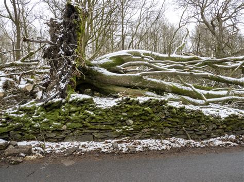 Storm Arwen damage - Stock Image - C058/2090 - Science Photo Library