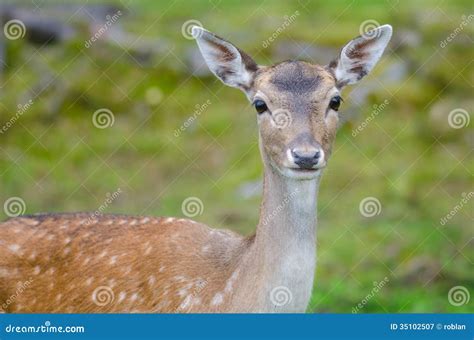 Fallow deer doe stock image. Image of green, beauty, beautiful - 35102507