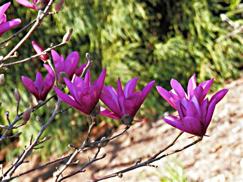 The saucer magnolia in full bloom. | Flower garden, Bloom, Garden