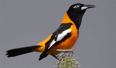 Venezuelan troupial facts, distribution & population | BioDB