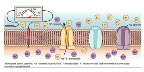 What is the cause of hyperpolarization?a. due to excess K+ outfitb. due ...