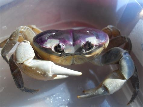 My Adventure with Halloween Moon Crabs: UPDATE: Photos, size ...