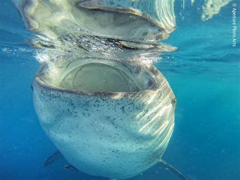 Isla Mujeres and Cenotes, Mexico Whale Sharks - Steve Eilenberg and ...