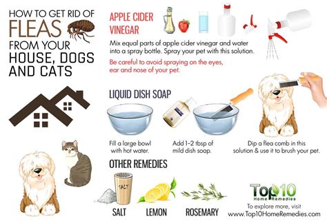 How to Get Rid of Fleas from Your House, Dogs and Cats | Top 10 Home Remedies