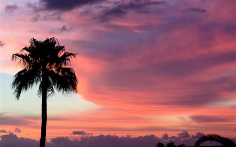 sunset, Sky, Clouds, Palm, Trees Wallpapers HD / Desktop and Mobile Backgrounds