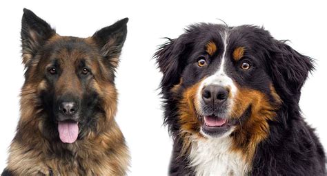 Bernese Mountain Dog German Shepherd Mix: A Complete Guide