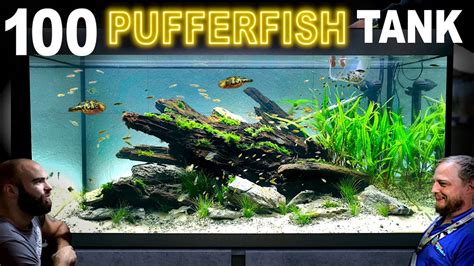 Building 100 Pufferfish Aquarium: EPIC 330L Aquascape Tutorial - YouTube