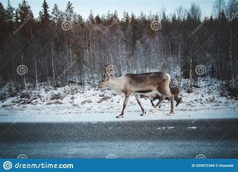 Majestic Reindeer, Rangifer Tarandus, Standing in Its Natural Habitat and Looking into the ...