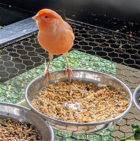 Parakeets at the Farm - The Martha Stewart Blog