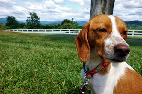 Daisy the Beagle, Coonhound Mix ~ DogPerDay ~ Cute puppy pictures, dog photos, cute videos ...