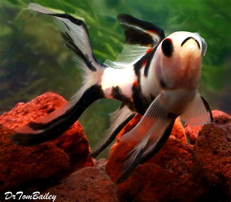 Premium New and Very Rare, Panda Shubunkin Pond Comet Goldfish, 3" to 3.5" long