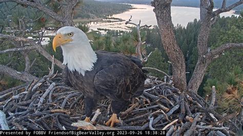 Eagle couple Jackie and Shadow return to nest in Big Bear