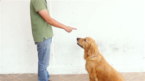 Lovely Dog: how to train a dog to sit step by step