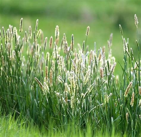 2000 Timothy Pasture Grass Seeds-phleum Pratense Perennial Cool Season ...