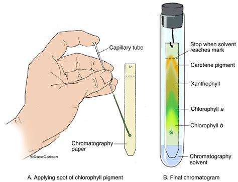 Paper Chromatography | Carlson Stock Art