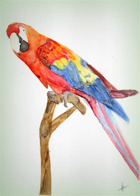 Parrot in Watercolour by AshizMagic on DeviantArt