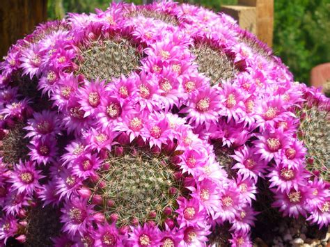 Mammillaria zeilmanniana (Rose Pincushion Cactus) | World of Succulents | Cactus flower, Cactus ...