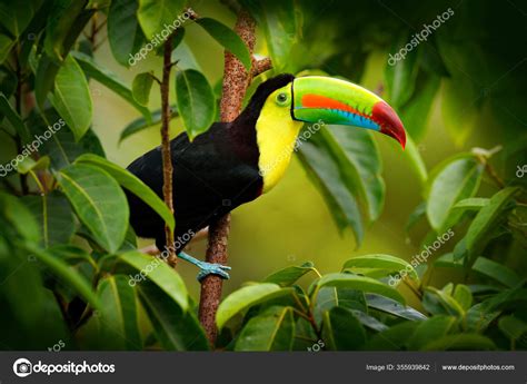 Costa Rica Wildlife Toucan Sitting Branch Forest Green Vegetation Nature Stock Photo by ...