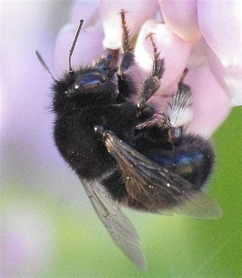 Digger Bee, Anthophora edwardsii | Insect pollinators, Native bees, California native plants