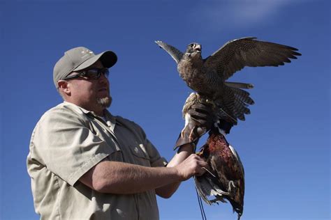 Idaho falconry: Hunting with beak, talons and feathers | Outdoors and ...