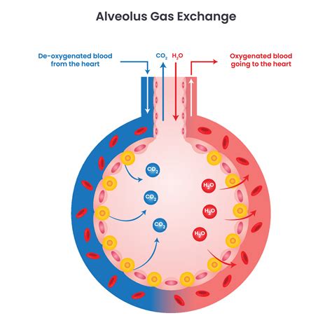 Gas Pulmonary Alveoli And Capillaries In The Lungs, Anatomy, Oxygen And ...