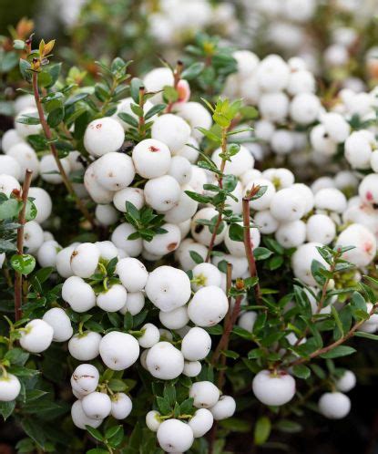 Shrubs with berries: 15 of the best varieties | Gardeningetc